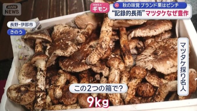 大量のマツタケ