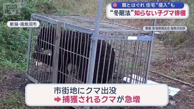 捕獲されるクマが急増