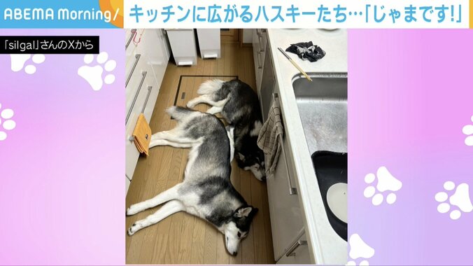 ハスキーのシルバちゃんとガルくん