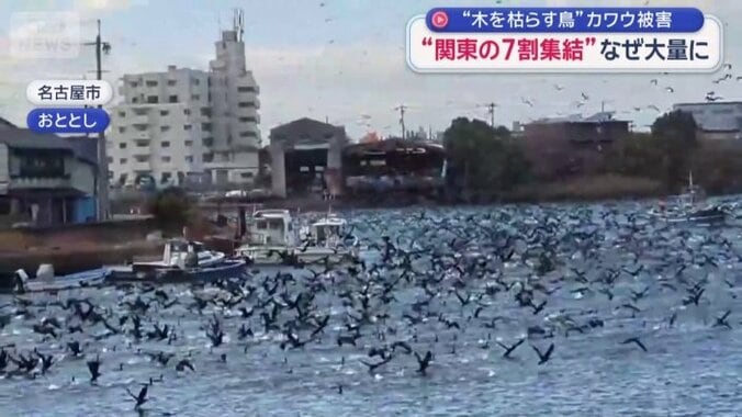 群れを成して飛ぶカワウ