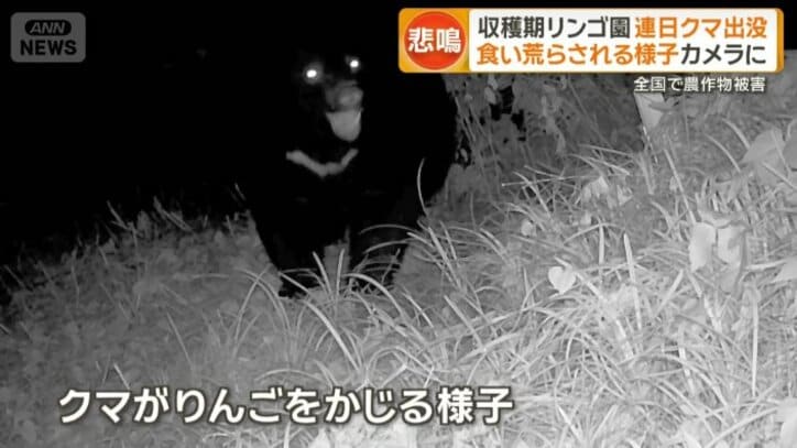 クマがリンゴをかじる様子