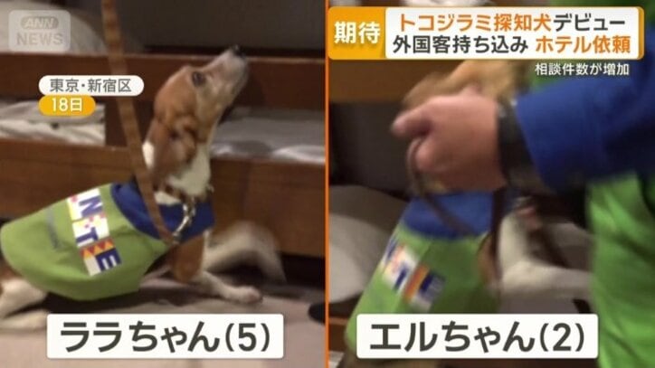 ララちゃんとエルちゃん