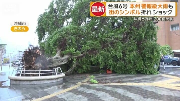 ガジュマルの木が倒れる