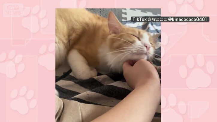 飼い主さんが大好き