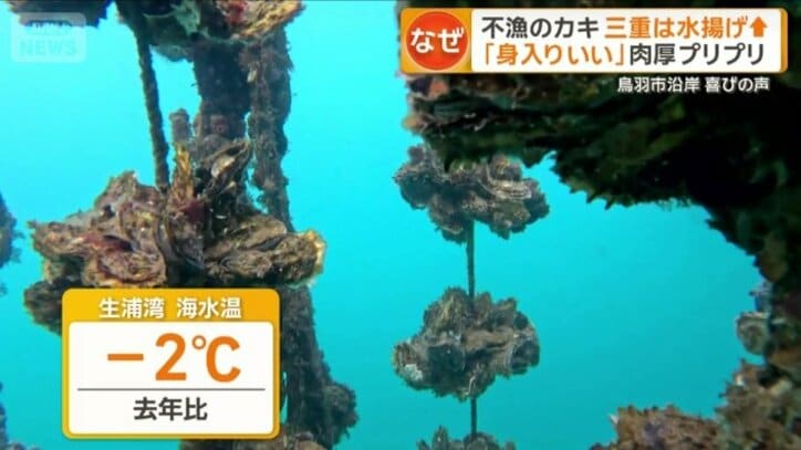 今年は去年より2℃ほど低く平年並みの海水温