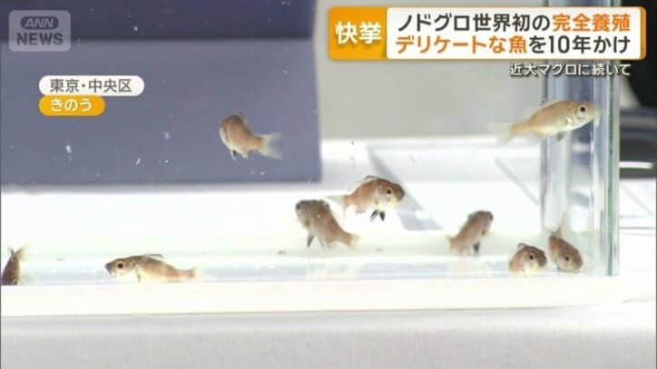 完全養殖のノドグロ