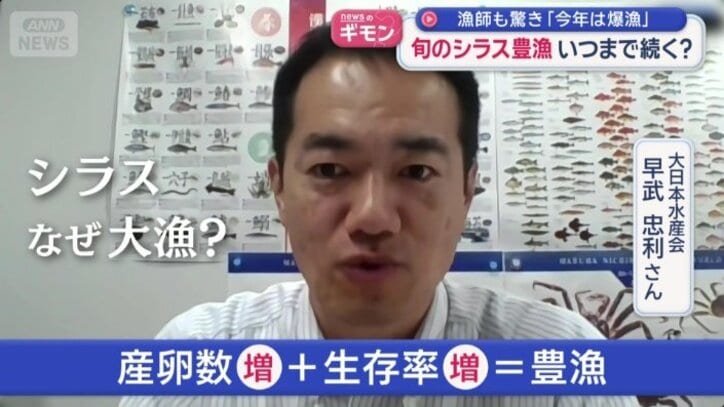 シラスなぜ大漁？