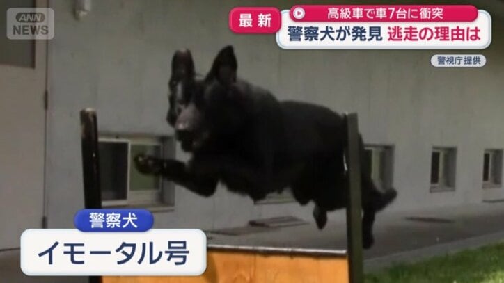 お手柄を挙げた警察犬