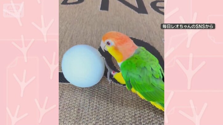 ボールで器用に遊ぶ