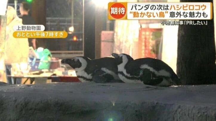 「夜のどうぶつえん」