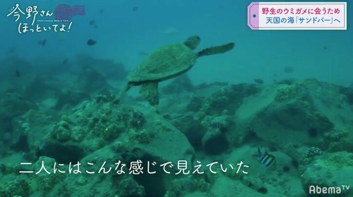 「待て待て～俺のマーメイド」白石麻衣＆松村沙友理、ハワイの海でカップルのようにはしゃぐ
