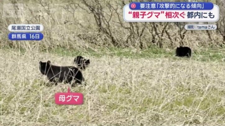 尾瀬国立公園