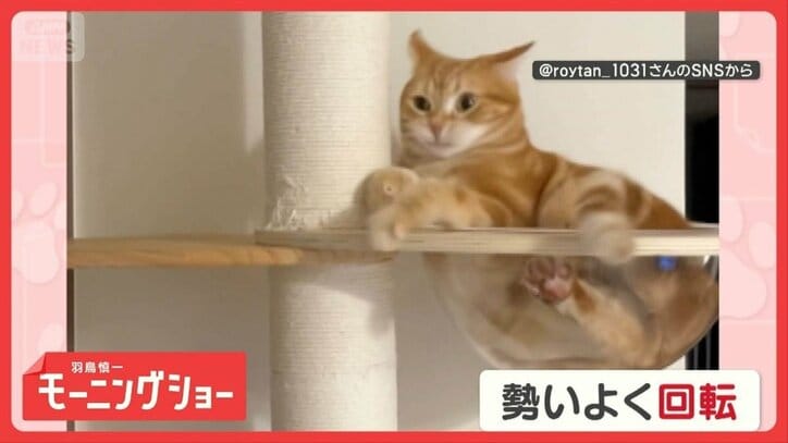 「回転するニャン」キャットタワーでオモシロ行動 柱をギュッと!背負い投げしてる?