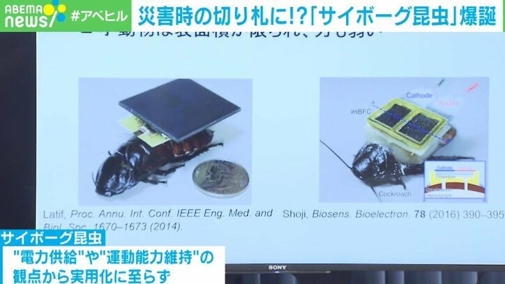 「サイボーグ昆虫」が命を救う 開発者が明かす“災害救助の未来”