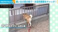 なぜか飼い主の目前で“柵からの脱出”を試みた柴犬 予想通りの後ろ姿に「可愛すぎるイリュージョン」「側にいるのに…ｗ」と反響