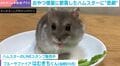 ゴロン!ハムスターがおやつ増量に歓喜→まさかの姿に「今年イチ可愛い」「かなり頑張ったけど…」と反響続々