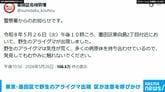 東京・墨田区で野生のアライグマ出現 区が注意を呼びかけ