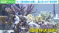 【映像】「水槽の中にある珊瑚礁」とは?