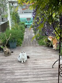 キャシー中島『今日は1人で七奈美とお話し』