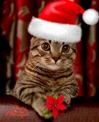 藤原紀香『メリークリスマス！』