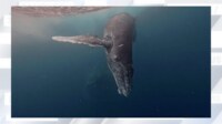 【映像】「悪ガキ」子クジラが海中で大接近の瞬間