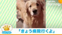【映像】“あからさまに”落ち込む犬