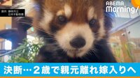 貴重な血統 レッサーパンダの宿命