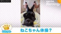 【映像】おとなしく身を委ねダンスする黒猫