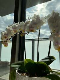 松居直美『朝ご飯と引っ越し』