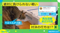 プリンターと睨めっこする猫の“衝撃結末”「リアクション天才」「めっちゃ笑った」