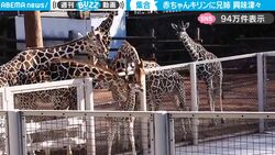 赤ちゃんキリンが近づくと…ワラワラと集まってくる先輩キリンたち！ 顔を近づけ愛でる様子が尊すぎて反響「かわいすぎる！」