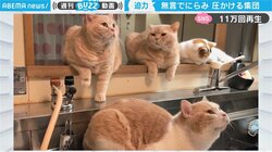 「ご飯、プリーズ…」4匹の猫が飼い主に“無言圧” 迫力満点のおねだりが話題