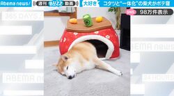 犬用コタツが大好きすぎて…コタツと一体化した柴犬がかわいすぎると話題に「荒ぶったおしりが可愛い」