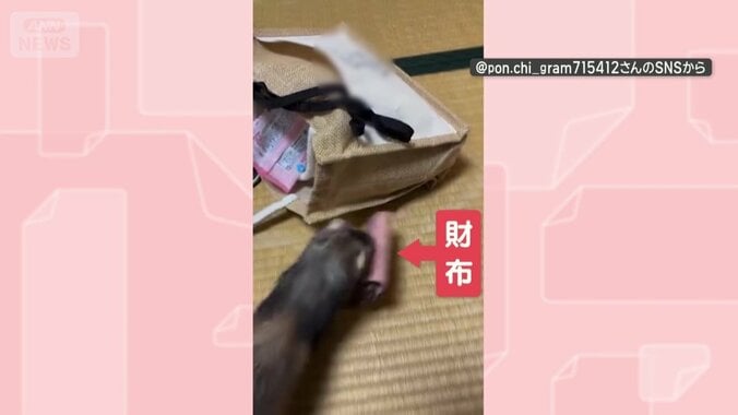 財布をくわえて持ち去る