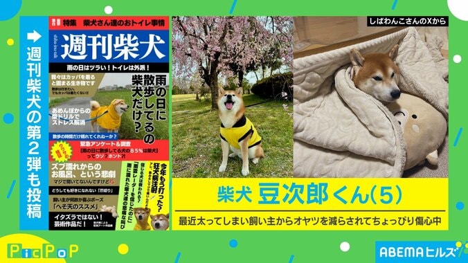 柴犬のための“妄想雑誌”