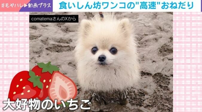 こまちちゃん