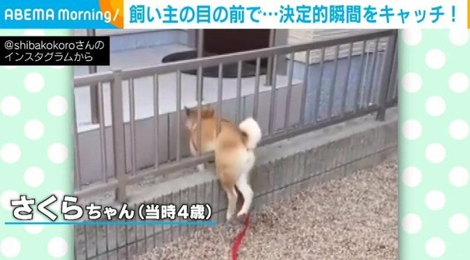 なぜか飼い主の目前で“柵からの脱出”を試みた柴犬 予想通りの後ろ姿に「可愛すぎるイリュージョン」「側にいるのに…ｗ」と反響 1枚目