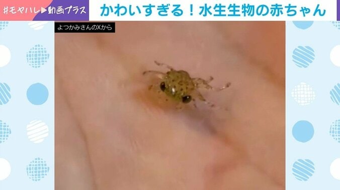 よつかみさんの採集した生き物