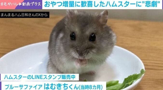 ハムスターのはむきちくん