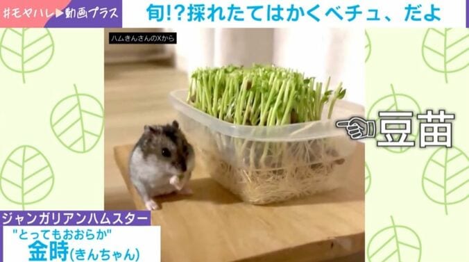 ハムスターが“豆苗狩り”!?
