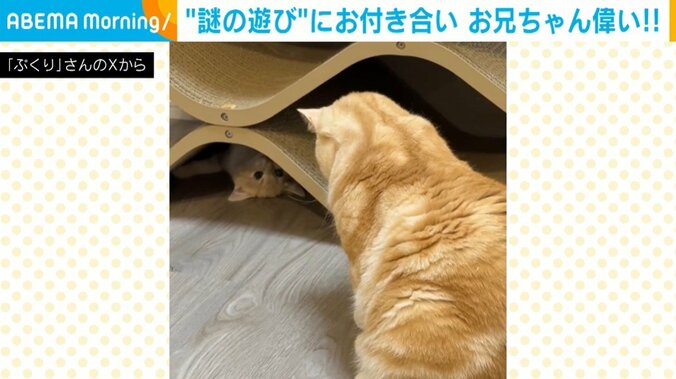 “謎の遊び”をする弟猫に付き合う兄猫