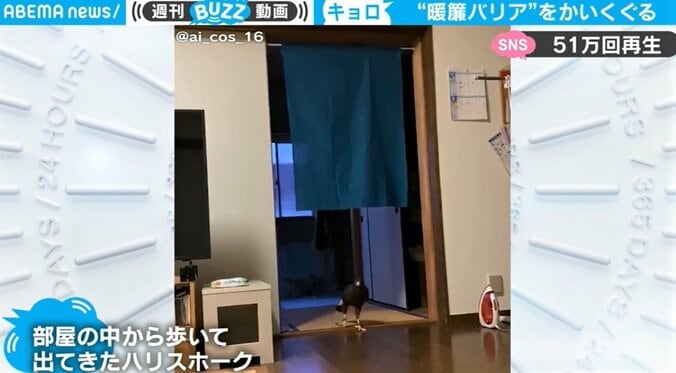 てくてく、てく… 飼い主の作戦をわずか10分で攻略した鷹 「歩いてるの可愛い」と話題 1枚目