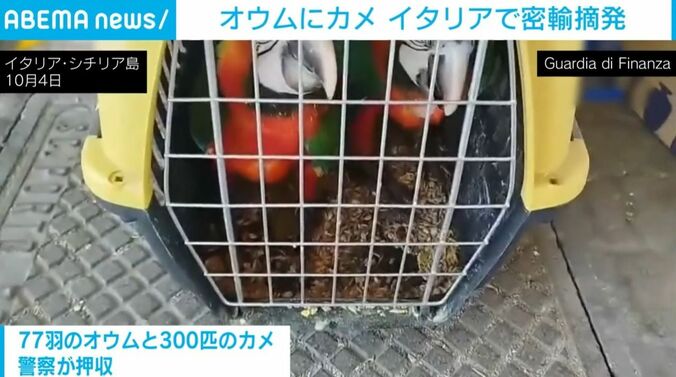 オウムたち