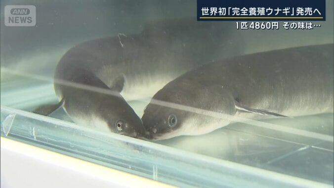 ウナギ