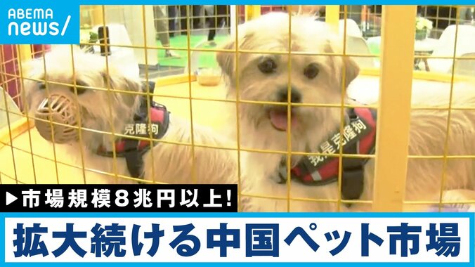 「私はクローン犬です。永遠に一緒にいれます」中国ペット市場8兆円の光と影 1枚目