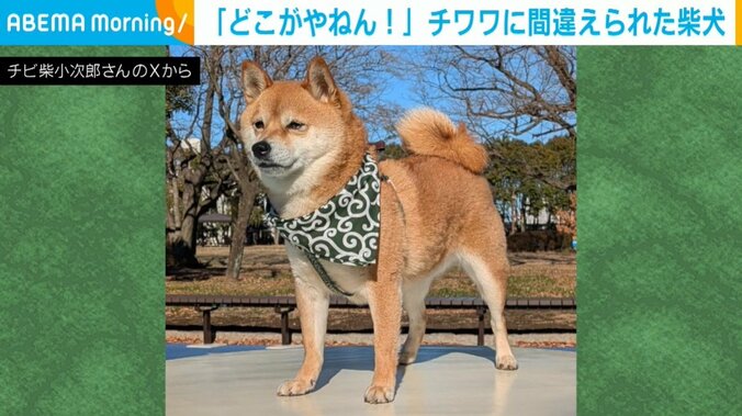 柴犬の小次郎くん（5歳）
