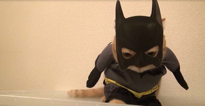 YouTubeで大人気　10匹の猫家族「10Cats. 」が可愛すぎるとネット上で話題に 8枚目