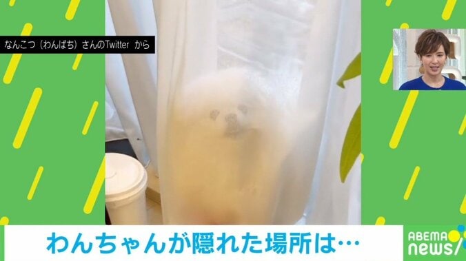 ご飯を奪って逃走中の犬が“まさかの表情”…隠れた先で見せた面白リアクションにじわる人続出 2枚目