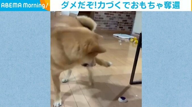 「荒ぶってる」おもちゃに執着するあまり家族の手にも噛み付く柴犬に反響 1枚目