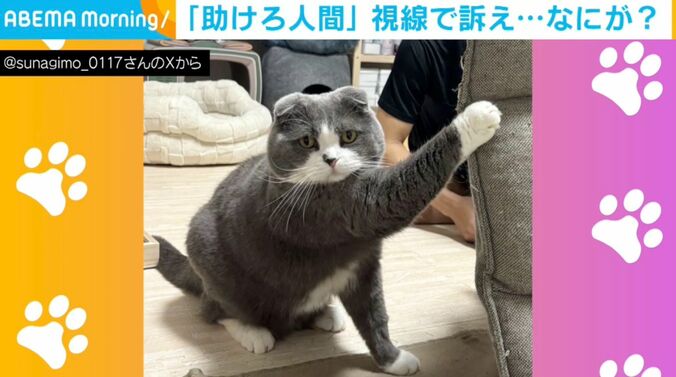 猫のすなぎもくん